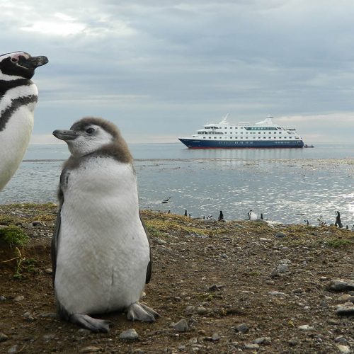 magdalena island - australis